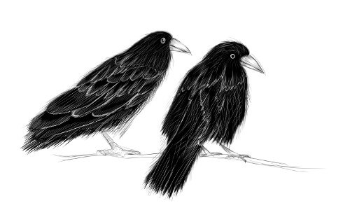Ilustración que muestra dos cuervos en una rama de árbol