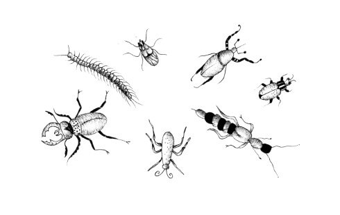 Ilustración mostrando varios insectos y un ciempiés